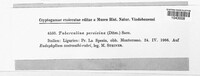 Tuberculina persicina image